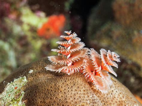 Colorful Christmas Tree Worm Spirobranchus Giganteus Caribbean Sea