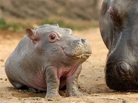 Cute Baby Animals Of Africa Slapped Ham