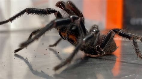 Giant Funnel Web Spider Arrives At The Australian Reptile Park Herald Sun