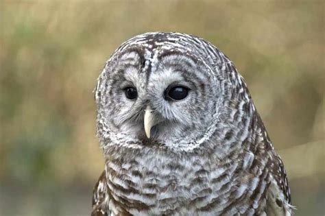Owls In South Carolina 5 Species With Pictures Wild Bird World 2022