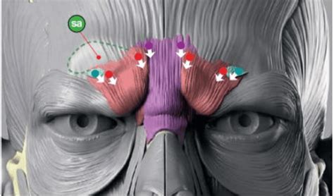 Músculo Occipitofrontal Anatomía Con Fotos Jl Fisios