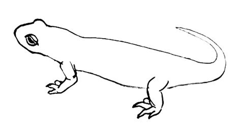 How To Draw A Salamander Tutorial