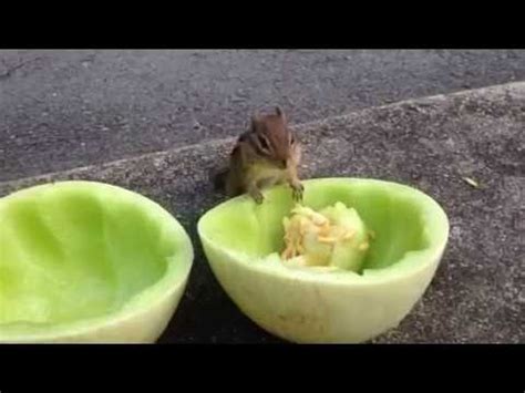 We did not find results for: Fruitarian Chipmunk? Do chipmunks eat fruit? - YouTube