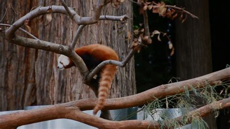Red Panda Escapes Northern California Zoo Abc7 San Francisco