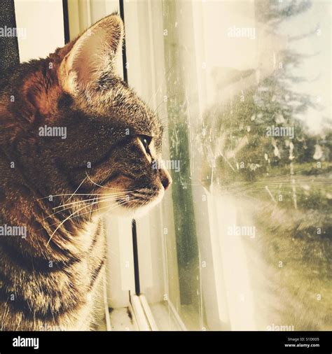 Tabby Cat Looking Out Dirty Window Stock Photo Alamy