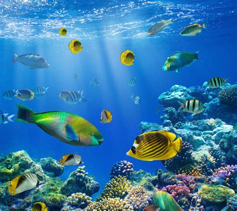 798963 4k Underwater World Corals Fish Rare Gallery Hd Wallpapers