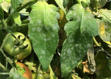 Common Diseases Of Tomatoes Mississippi State University Extension