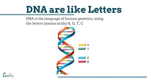 What Is A Chromosome Simple Definitions For Understanding Human