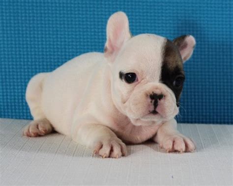Contains details of french bulldog puppies for sale from registered ankc breeders. French Bulldog puppies for sale English Bulldog puppies ...