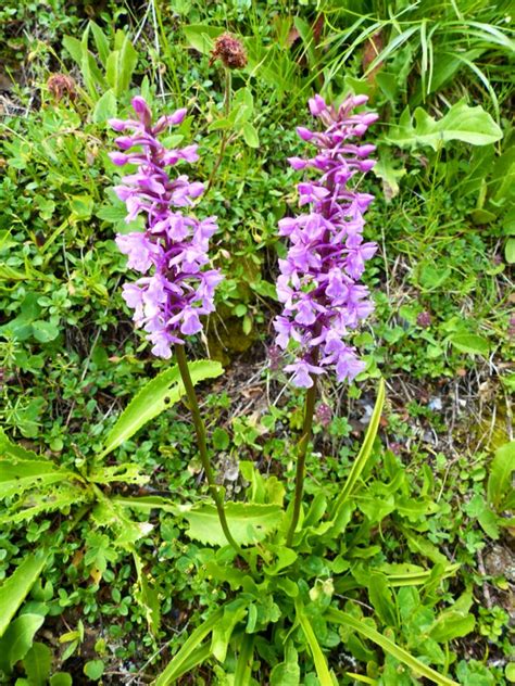 Austria Wildflowers Of The Austrian Alps Travel2unlimited
