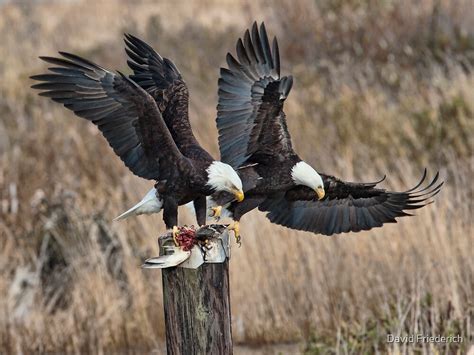 Bald Eagles With Prey By David Friederich Redbubble