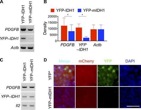 Markedly Decreased Yfp Idh1 R132h Expression In Subcutaneous Tumor