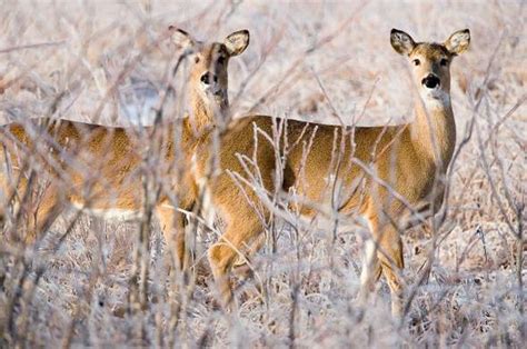 Midwest Deer Hunting Mdc Limits Firearm Antlerless Permits For