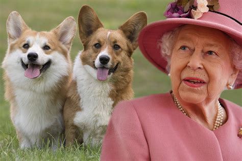 How Many Dogs Does Queen Elizabeth Have
