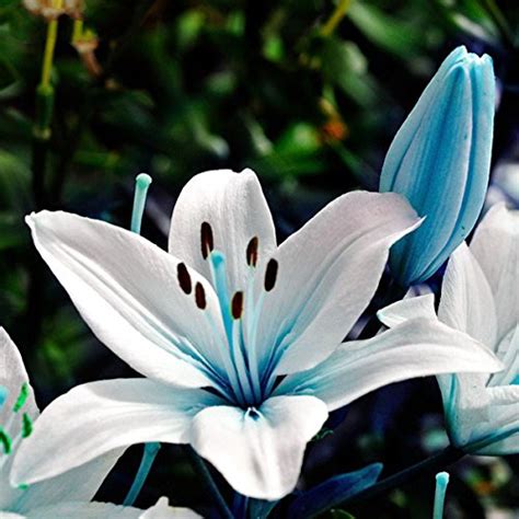 Egrow 50pcs Blue Heart Lily Seeds Potted Plant Bonsai Lily Flower Seeds