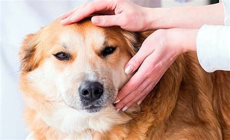 Por qué los perros desarrollan bolitas en el cuello