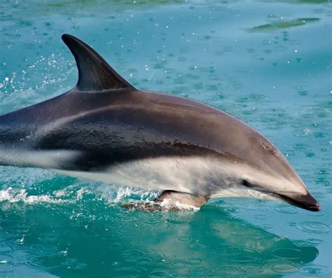 Dusky Dolphin Facts For Kids