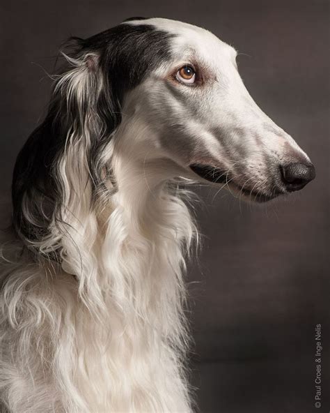 Borzoi Creepy Borzoi Borzoi Russian Dogs Dogs Creepy Borzoi In