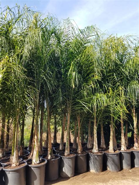 Our current special is on fifteen gallon container trees. BEAUTIFUL 15 GALLON SIZE QUEEN PALMS- APPROXIMATELY 8- 10 ...