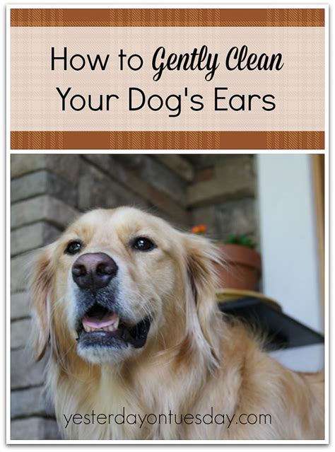 Learn how much is too much, and two home remedies to help with ear wax removal. How to Clean Your Dog's Ears | Yesterday On Tuesday