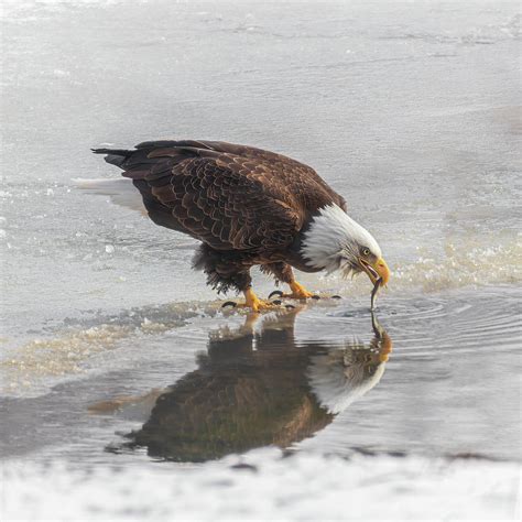 Eagles Winter Dining Photograph By Patti Deters Pixels