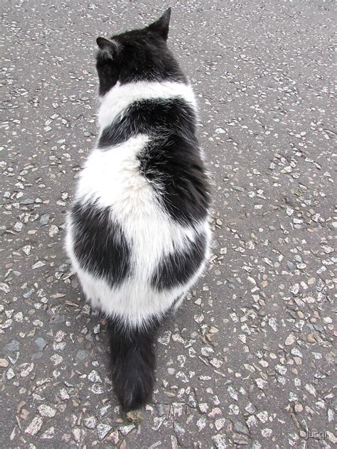 short tail   cat  jacqi redbubble