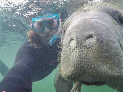 My Guide To Booking The Best Manatee Tours In Crystal River Florida