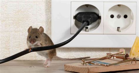 Vorzuziehen sind natürlich immer lebendfallen. 15 HQ Images Katze Bringt Maus Ins Haus - Mäuse in der ...
