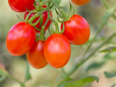 What Is The Difference Between Grape Tomatoes And Cherry Tomatoes