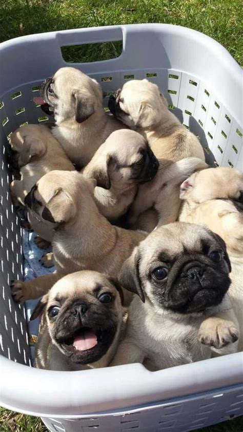 15 Reasons Why Pugs Are The Best Page 3 Of 3 Petpress
