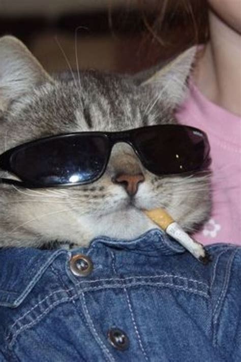 Anime Vibing Pfp 18 Cool Cat With Sunglasses Meme Catirishab Wallpaper