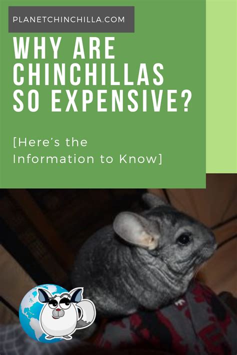 Understanding The Cost Of Owning A Chinchilla Should Be Step Number 1