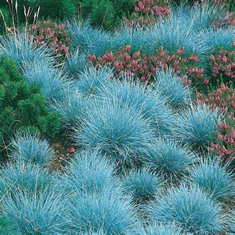 Blue Fescueornamental Grass Seeds Festuca Glauca Perennial In 2021