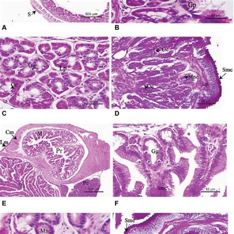 Fundic A D And Pyloric E H Regions Of Stomach A Overall