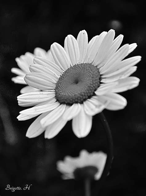 Black And White Daisy Photograph By Brigette Hollenbeck