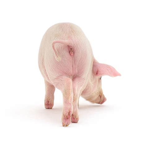 Best Pig Standing Up Stock Photos Pictures And Royalty Free Images Istock
