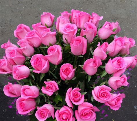 Revival Rose At Best Price In Nashik By Elegant Agro Exports Id