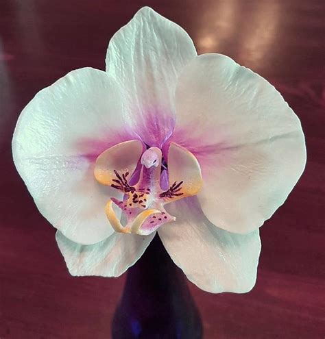 Sugar Phalaenopsis Orchid Decorated Cake By Lori Snow Cakesdecor