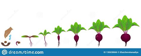 Stages Of Growth Of Red Beet On A White Background Stock Vector