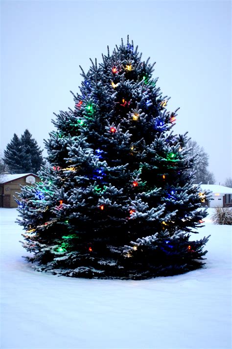 Outdoor Christmas Tree With Lights And Snow Picture Free Photograph