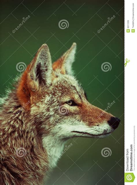Coyote Portrait Stock Image Image Of Nature Outdoors 9011339
