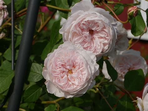 Роза плетистая the albrighton rambler. The Albrighton Rambler ® | Rose - rosa, ca. 550 cm (2013)