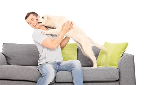 ¿el Saludo Del Perro ¿cómo Saluda A Su Dueño Y Otros Perros Vida Con Mascotas ️