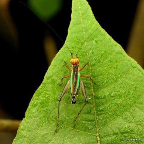Colorful Cricket Phylloscirtus Sp Gryllidae Ecuador Color Cricket
