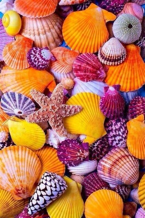 Saffron ~~ On With Images Shell Art Print Seashell Art Iphone