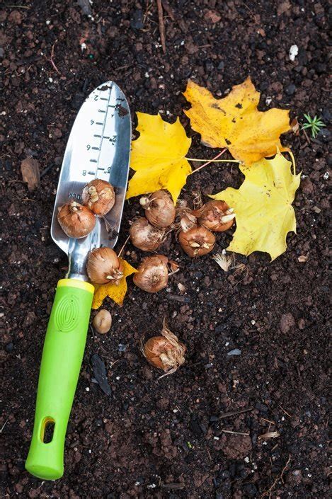 Fall Planting What And When To Plant This Autumn Garden