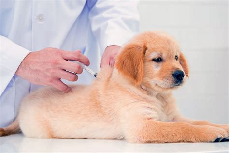 What Vaccines Does My Puppy Need Central Bark Usa