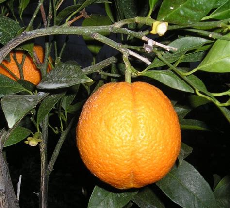 Oranger Sanguine Des Montagnes Corses Citrus Sinensis Pg Pt Ø 4