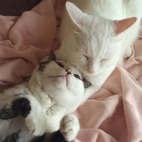 17 Photos De Couples De Chats Prouvant Que La Tendresse Nest Pas Un Vain Mot Chez Eux