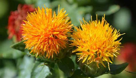 Discover The Health Benefits Of Safflower Oil